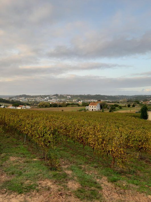 Quinta dos Capuchos景点图片