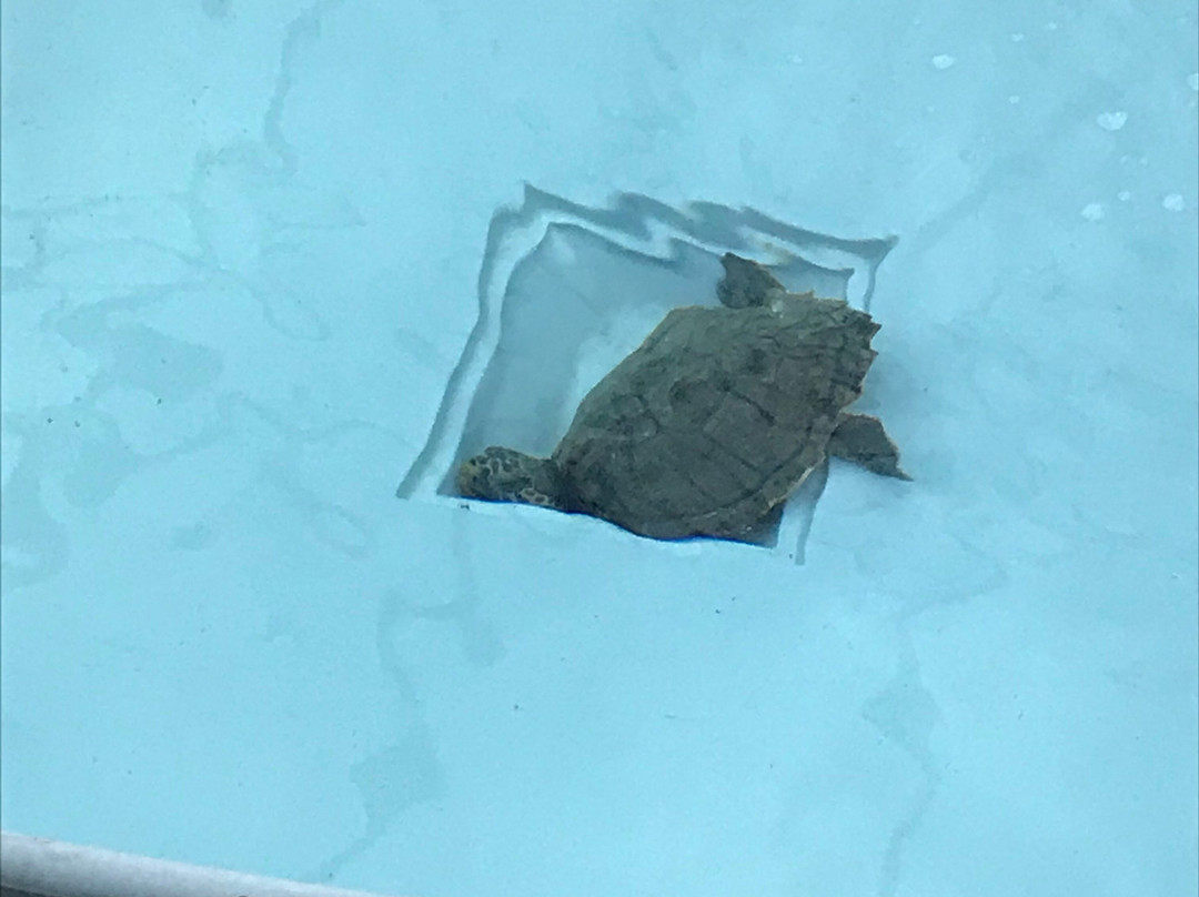 Lampedusa Turtle Rescue-兰佩杜萨必去景点