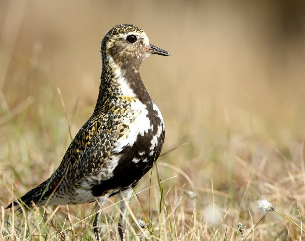 RSPB Balranald-North Uist必去景点