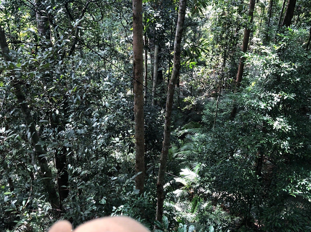 Taman Negara Canopy Walkway景点图片