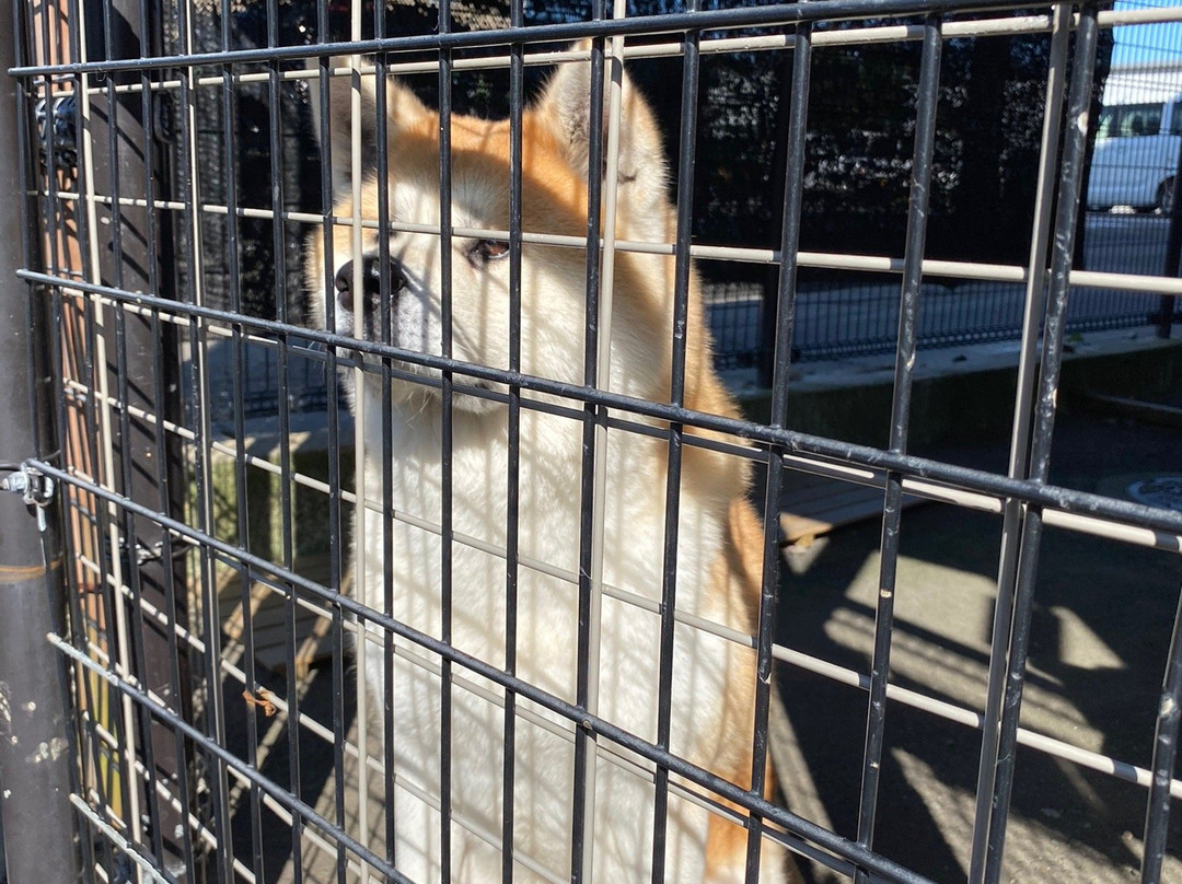 Akitainu Hall-大馆市必去景点