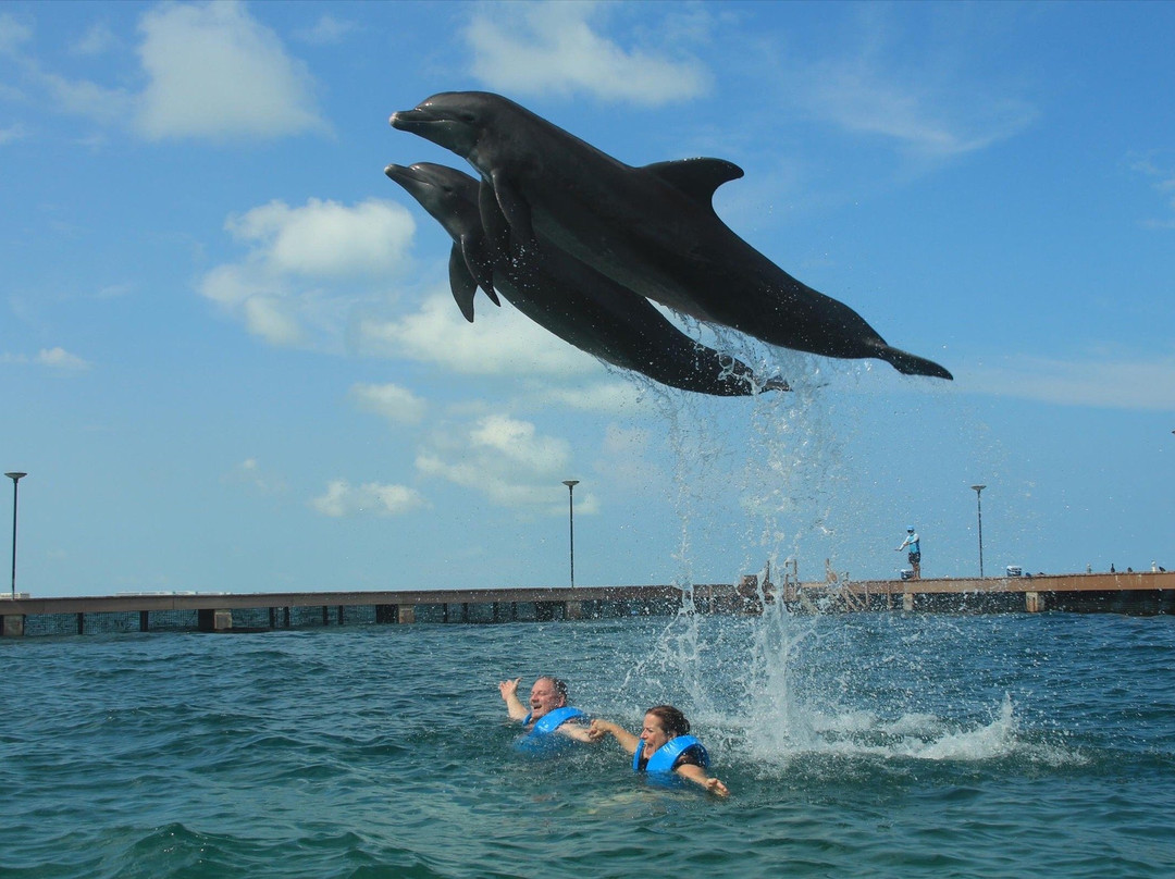 Delphinus Playa Mujeres景点图片