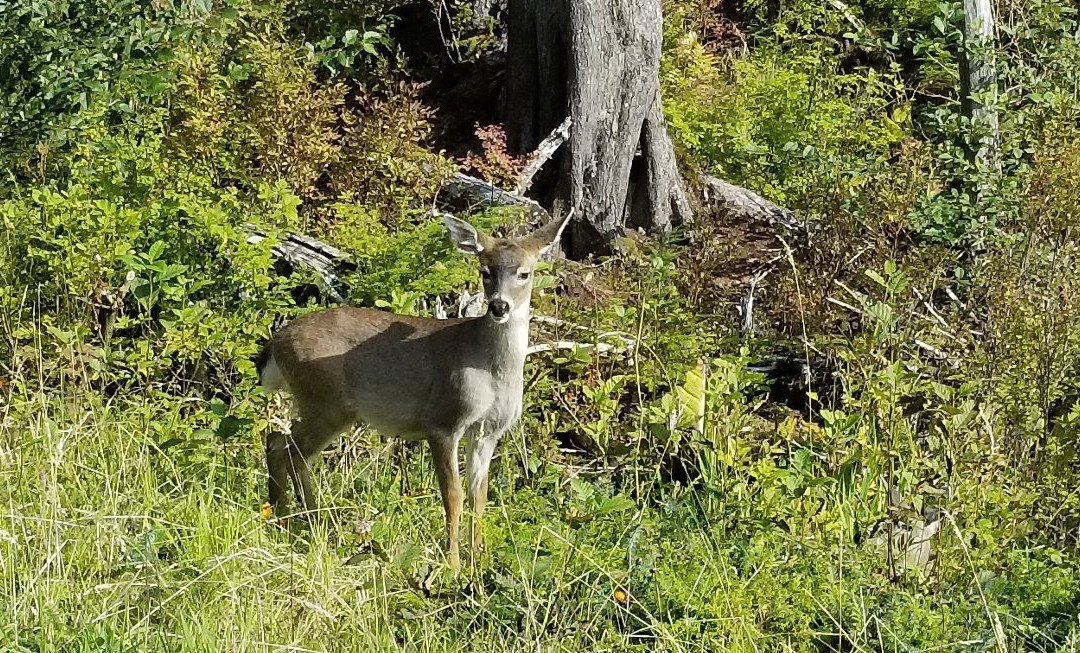 Seaside Tours-凯奇坎必去景点