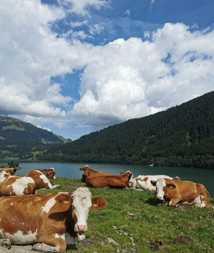 Stausee Durlassboden-加洛斯必去景点