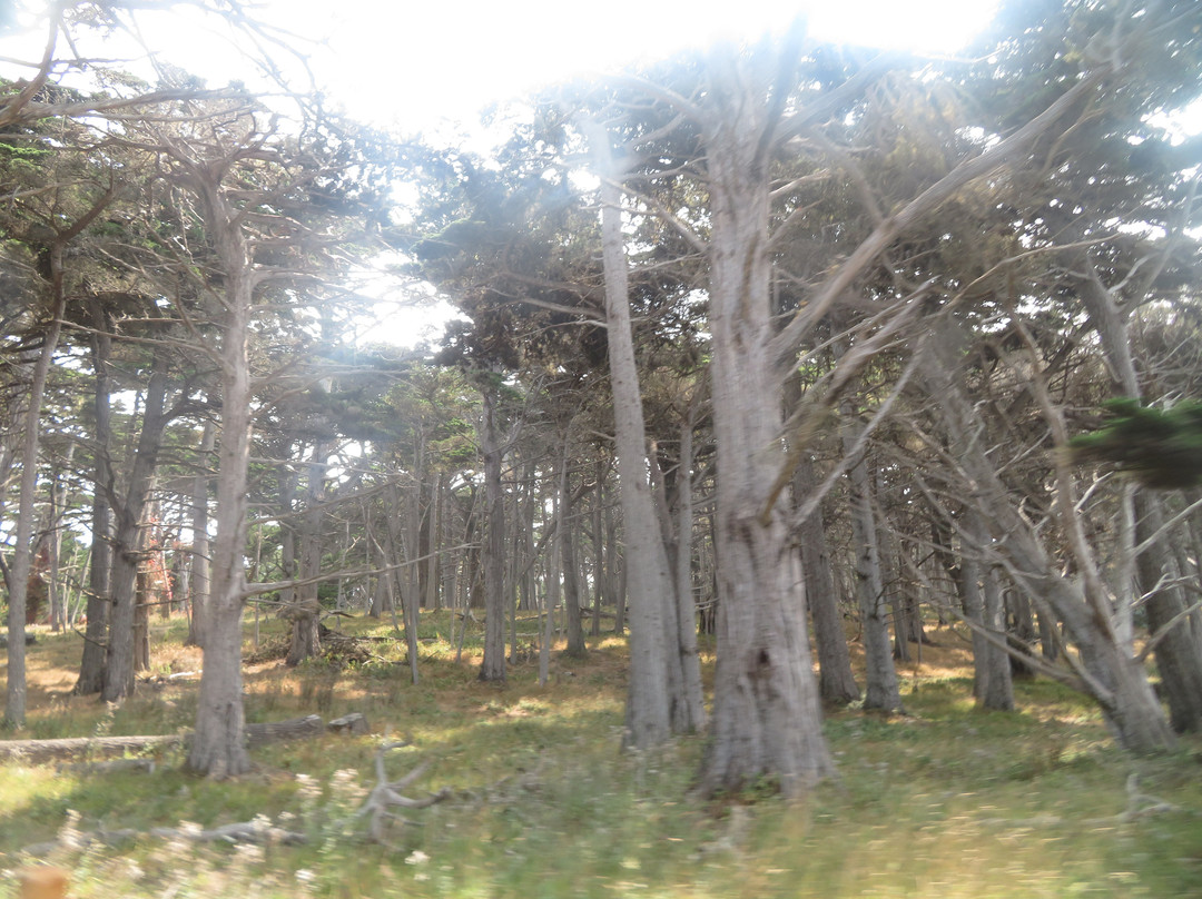 Crocker Grove-圆石滩必去景点