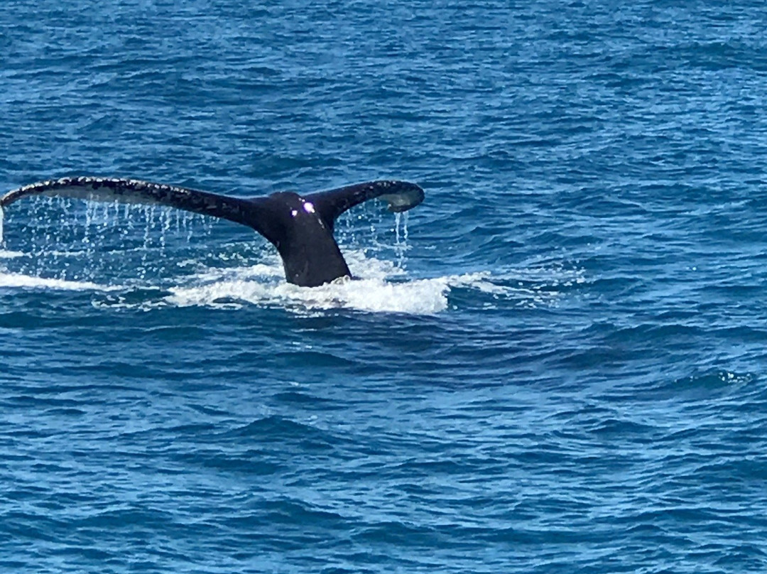 Broome Whale Watching景点图片