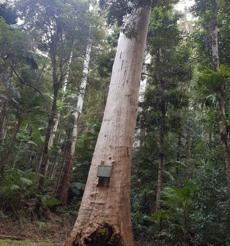 Ulidarra National Park景点图片