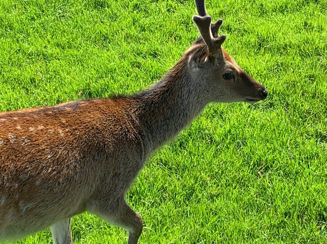 Moher Hill Open Farm-Liscannor必去景点
