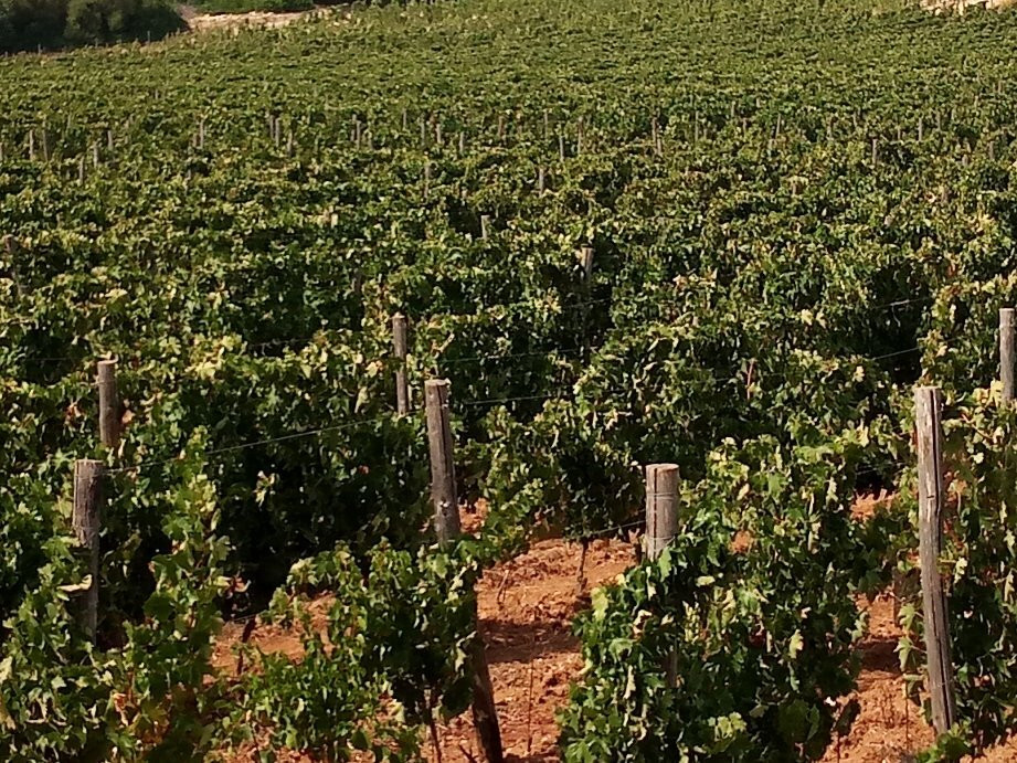 Azienda Agricola Arianna Occhipinti景点图片