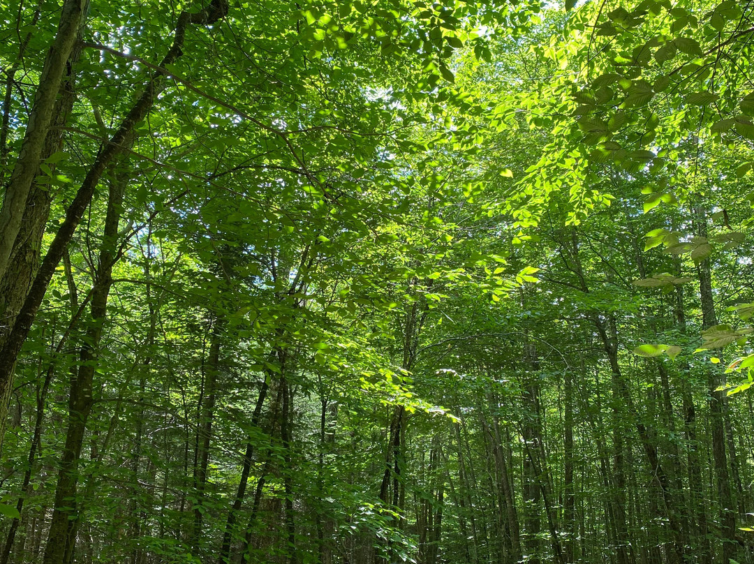 Heaven Hills Trails-普莱西德湖必去景点