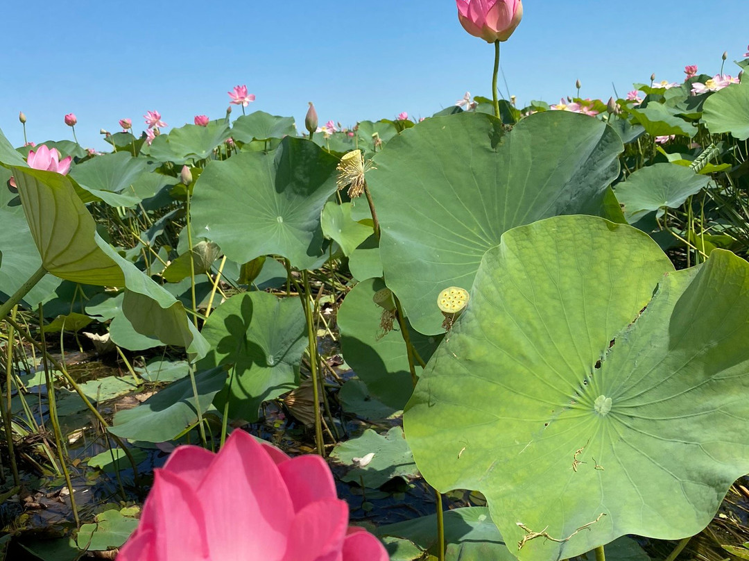 Astrakhan State Nature Reserve-阿斯特拉罕必去景点