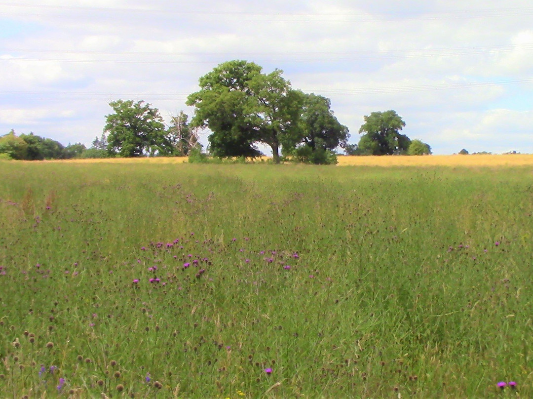 The University of Oxford Harcourt Arboretum景点图片