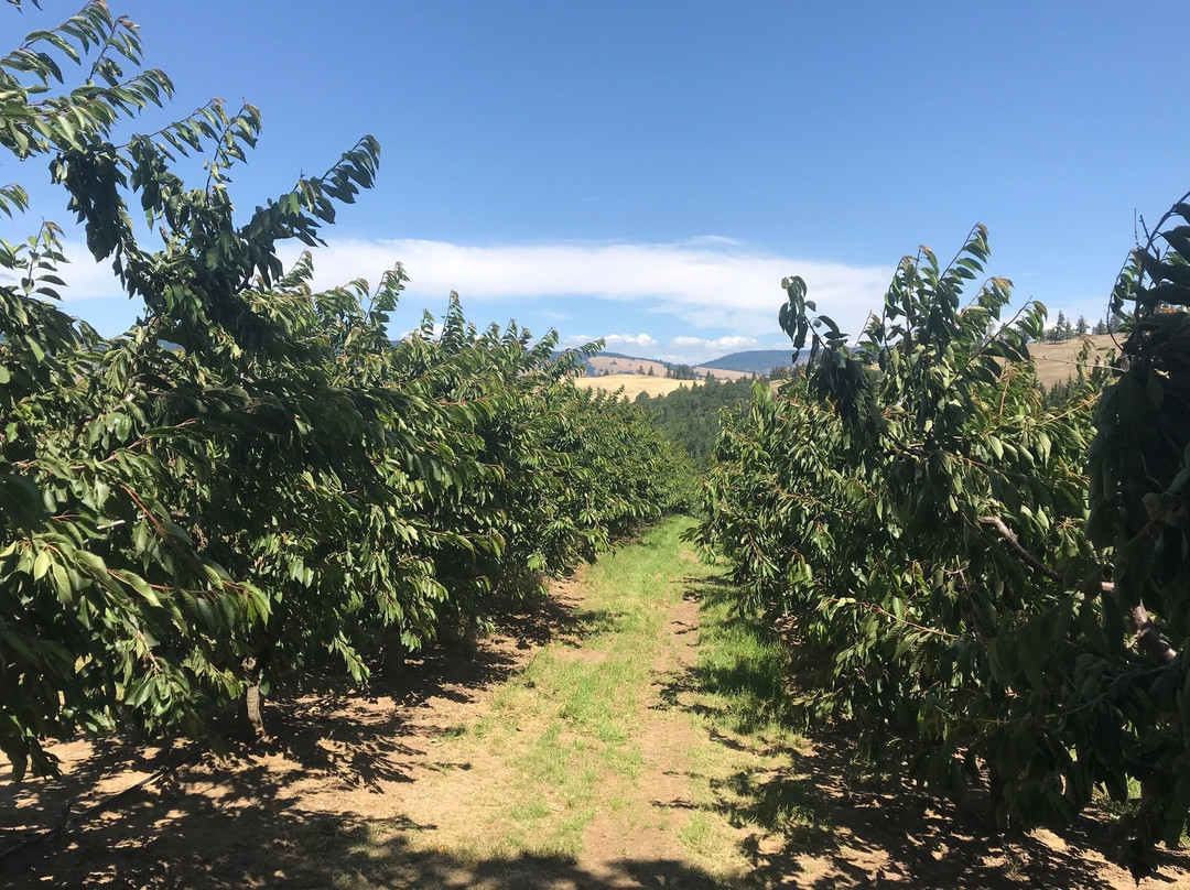 Root Orchards景点图片