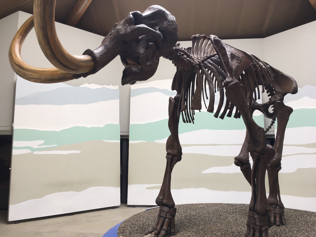 Südostbayerisches Naturkunde- und Mammut-Museum Siegsdorf景点图片