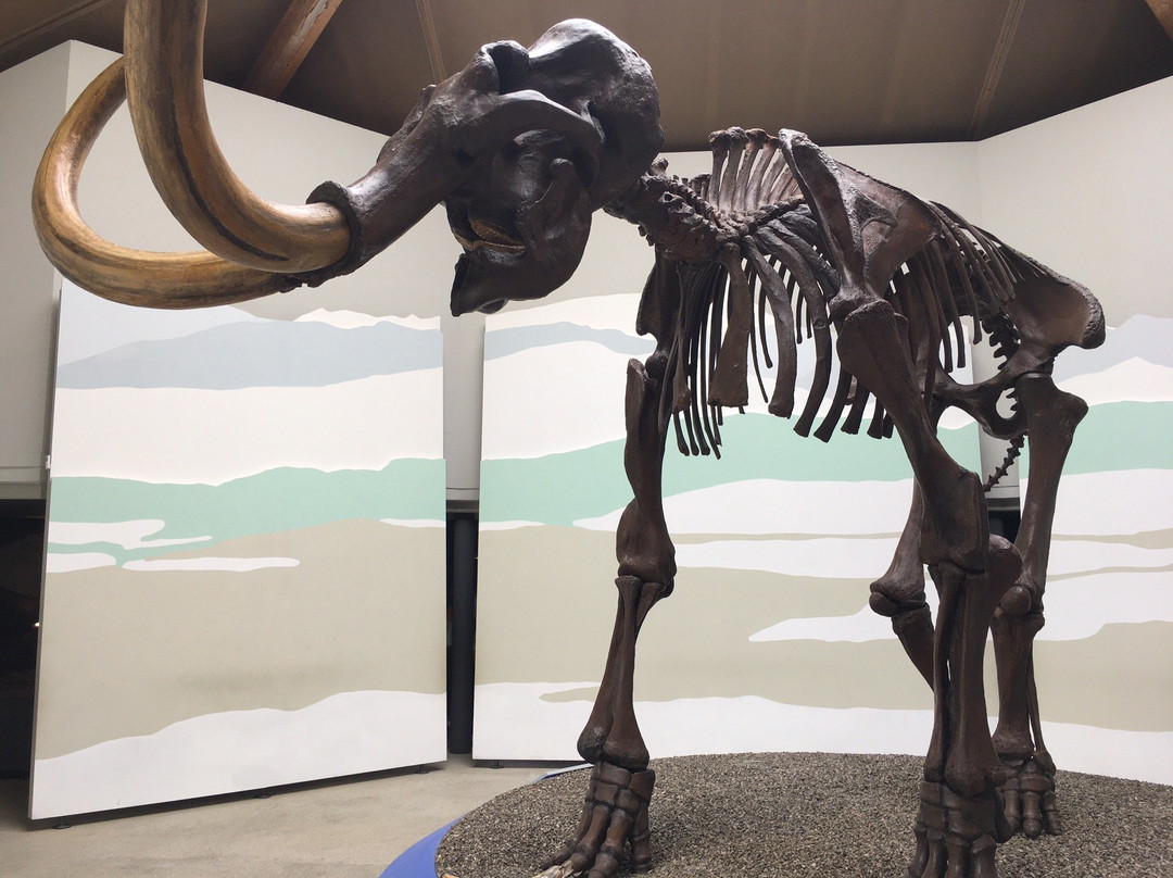 Südostbayerisches Naturkunde- und Mammut-Museum Siegsdorf-Siegsdorf必去景点