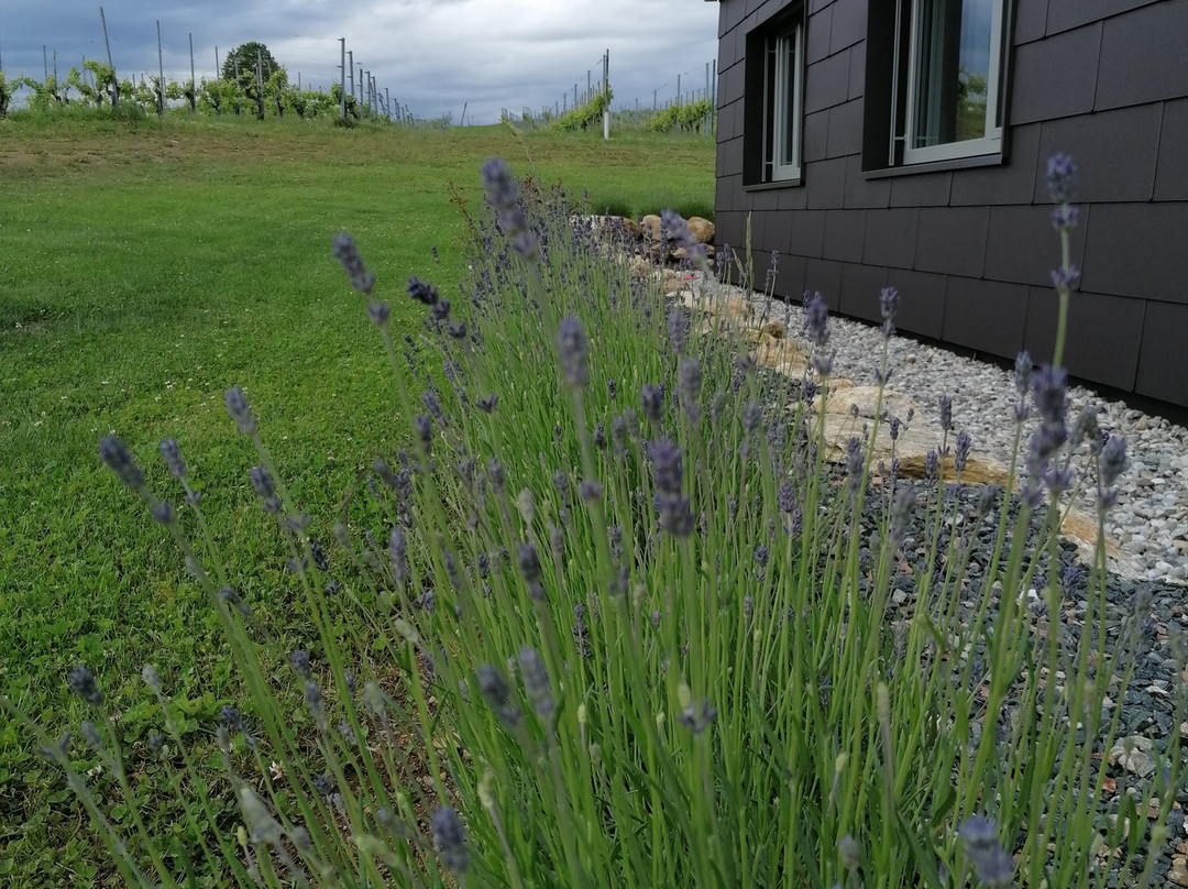 Winzerhauser J&A Skringer主图