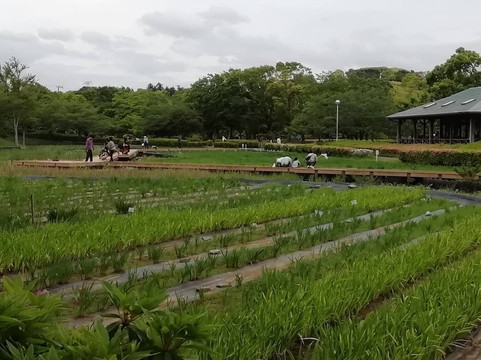 Sodegaura Park-袖浦市必去景点