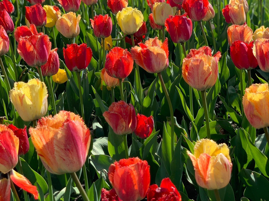 Window on the Waterfront-荷兰村必去景点