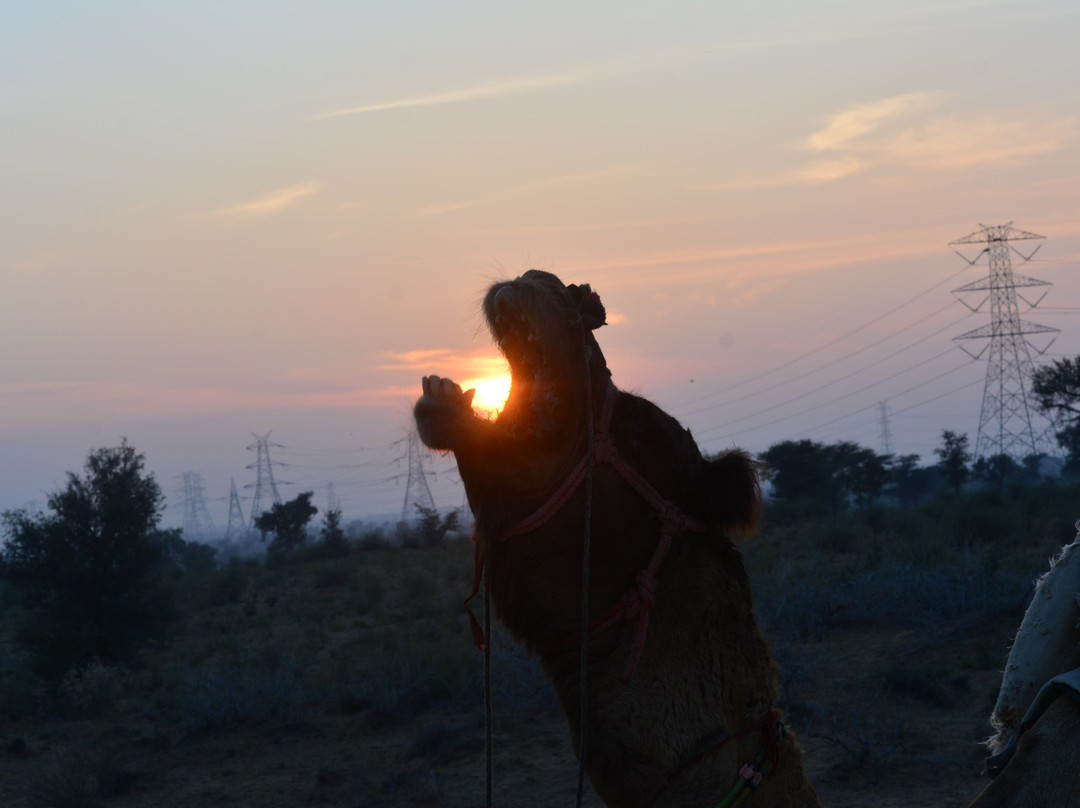 Rao Bikaji Camel Safari主图
