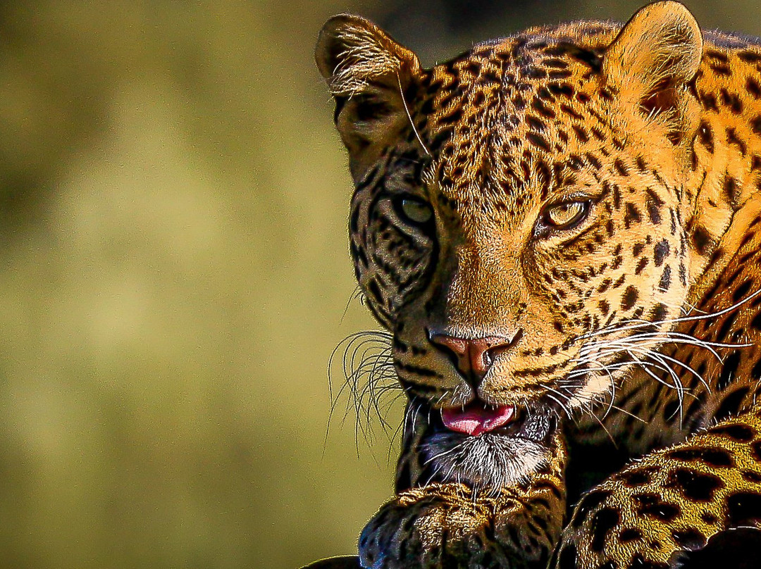 LIONSROCK Big Cat Sanctuary-伯利恒必去景点