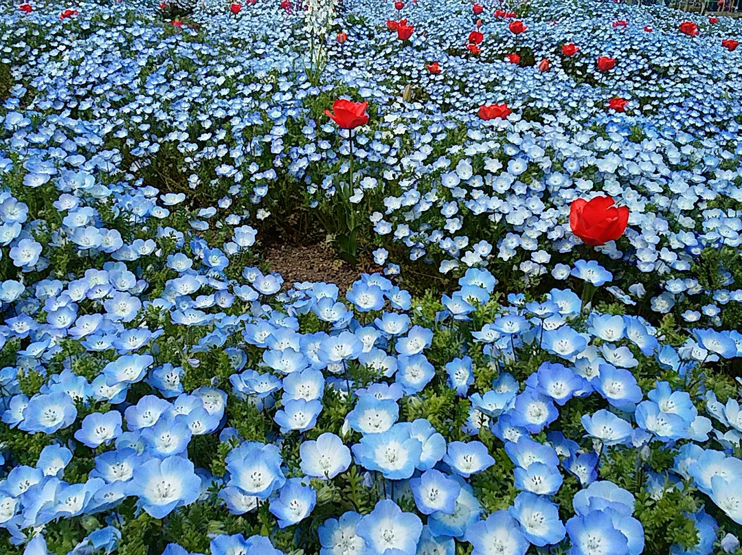 Kiso Sansen Park Center-海津市必去景点