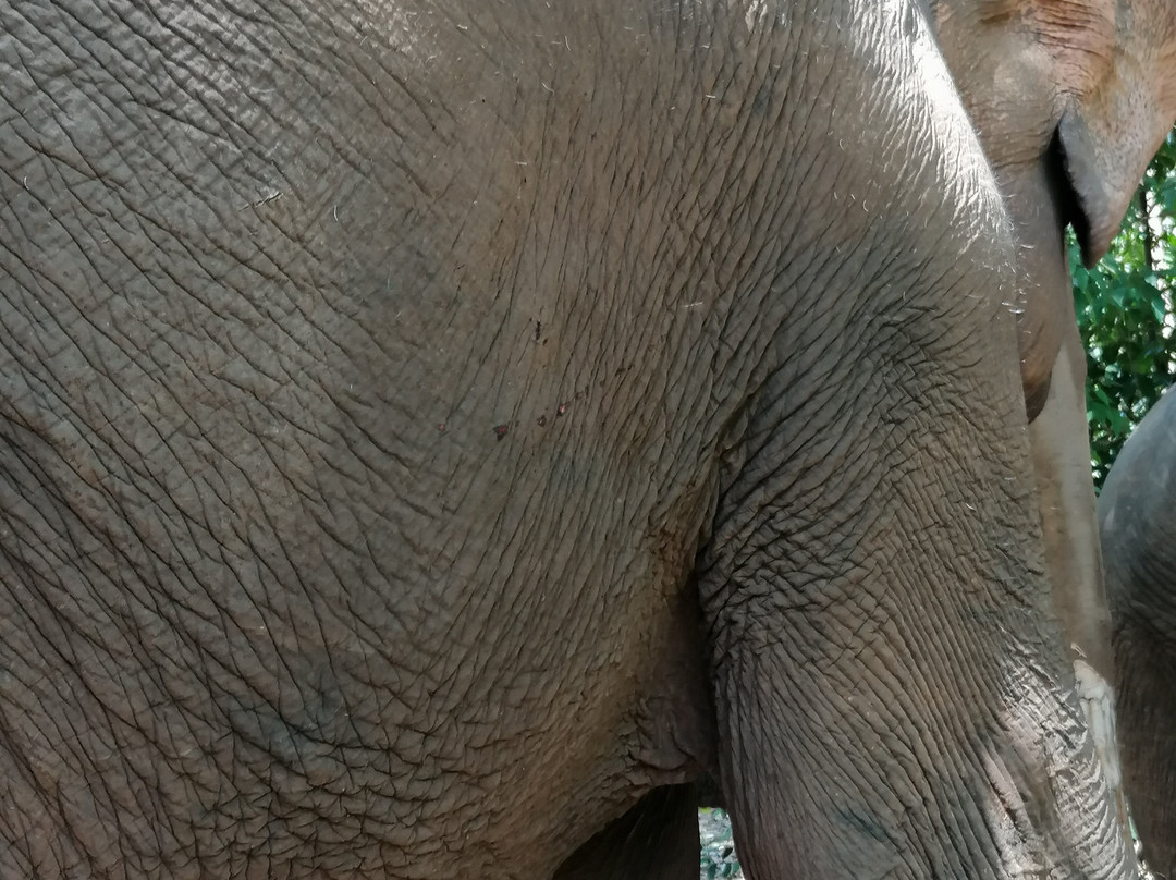 快乐大象山林小屋主图