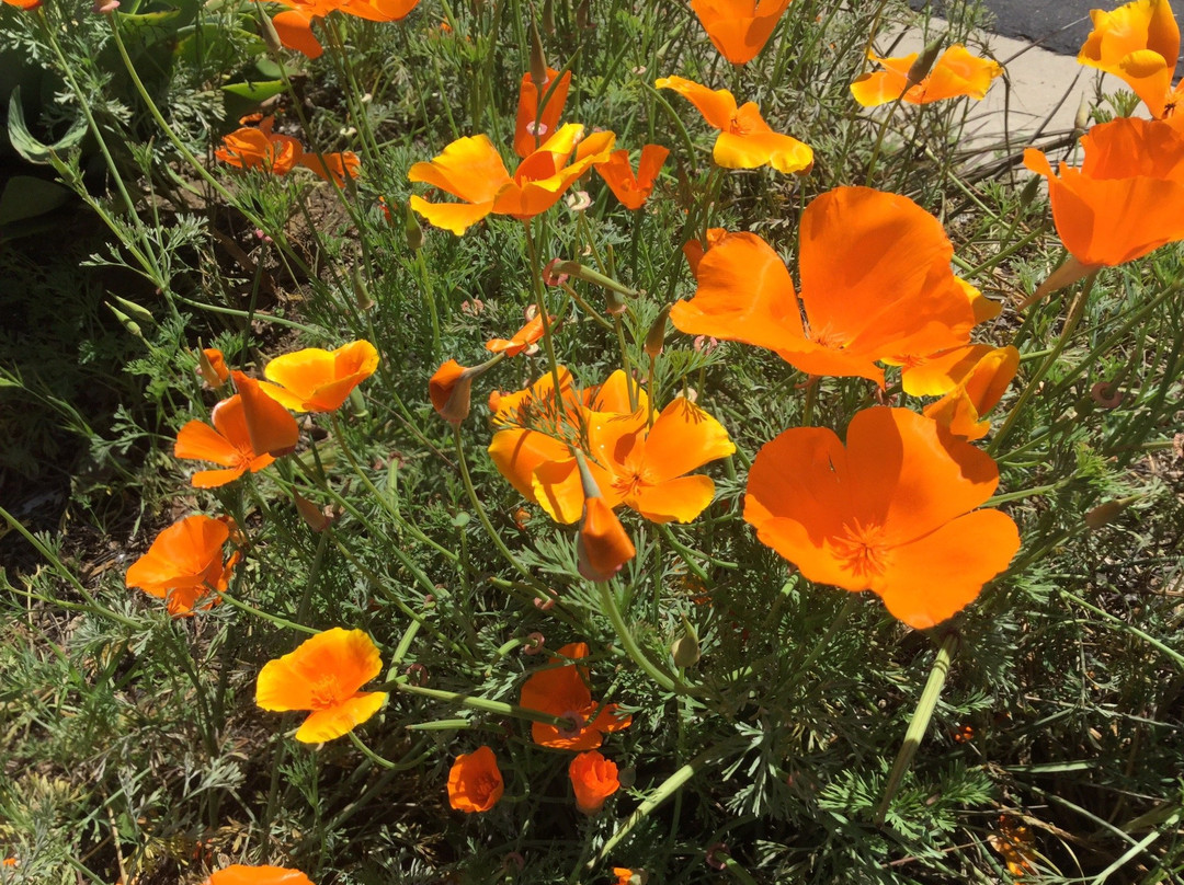 Turtle Rock Community Park-尔湾必去景点