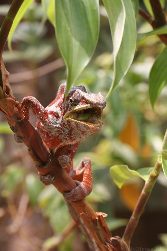 Reserve Peyrieras Madagascar Exotic景点图片