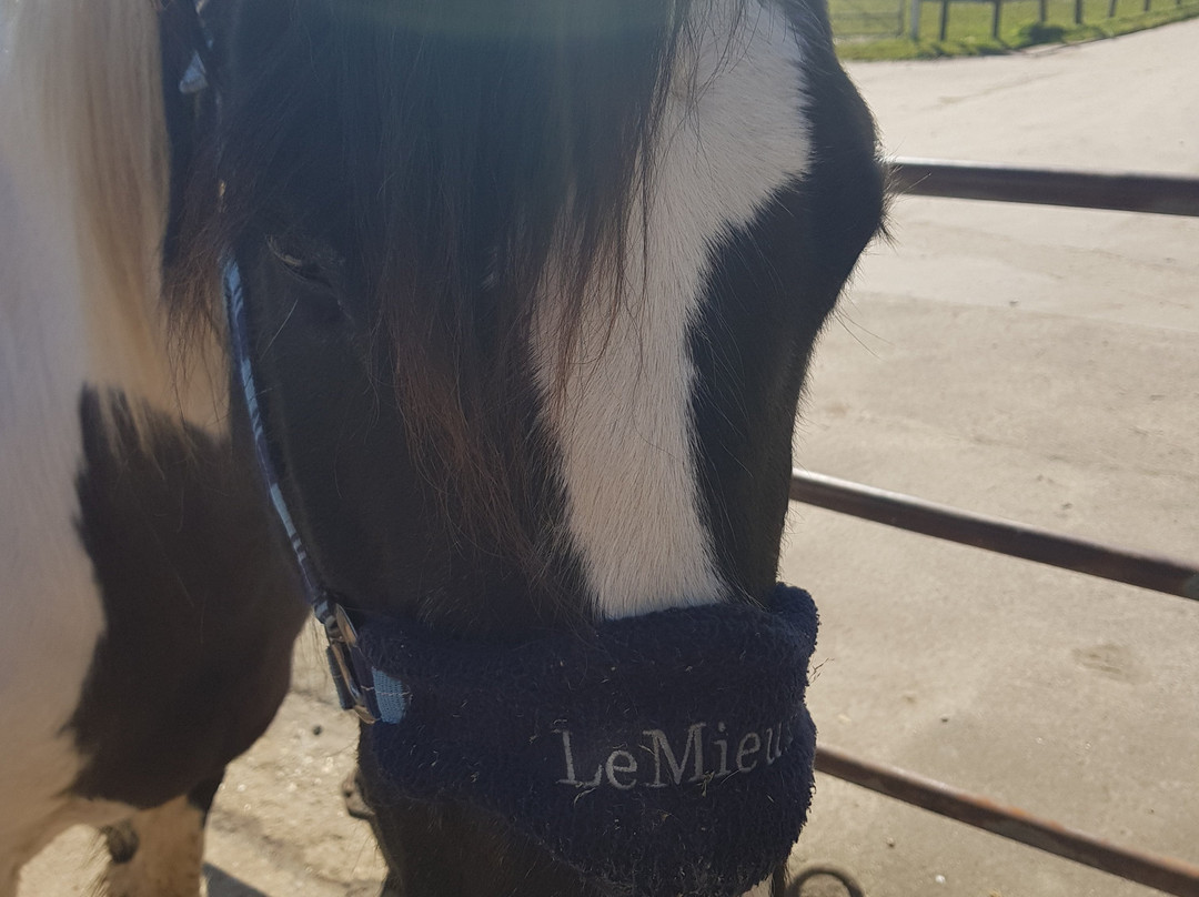 Arniss Equestrian景点图片