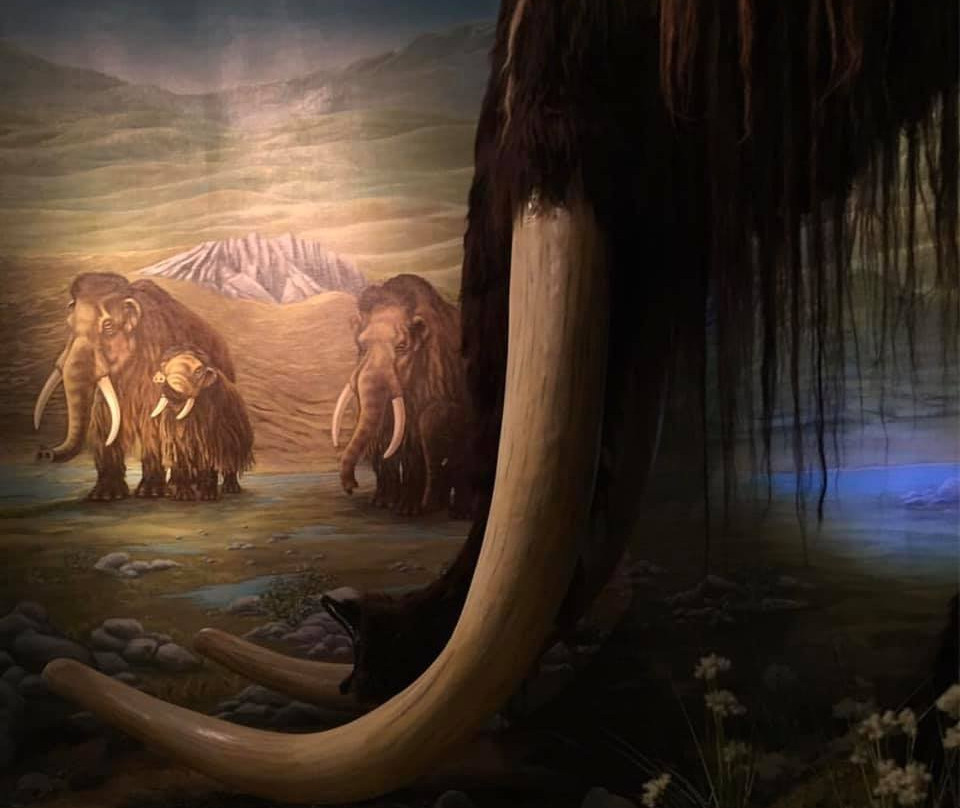 Naturkundemuseum im Ottoneum-卡塞尔行政区必去景点