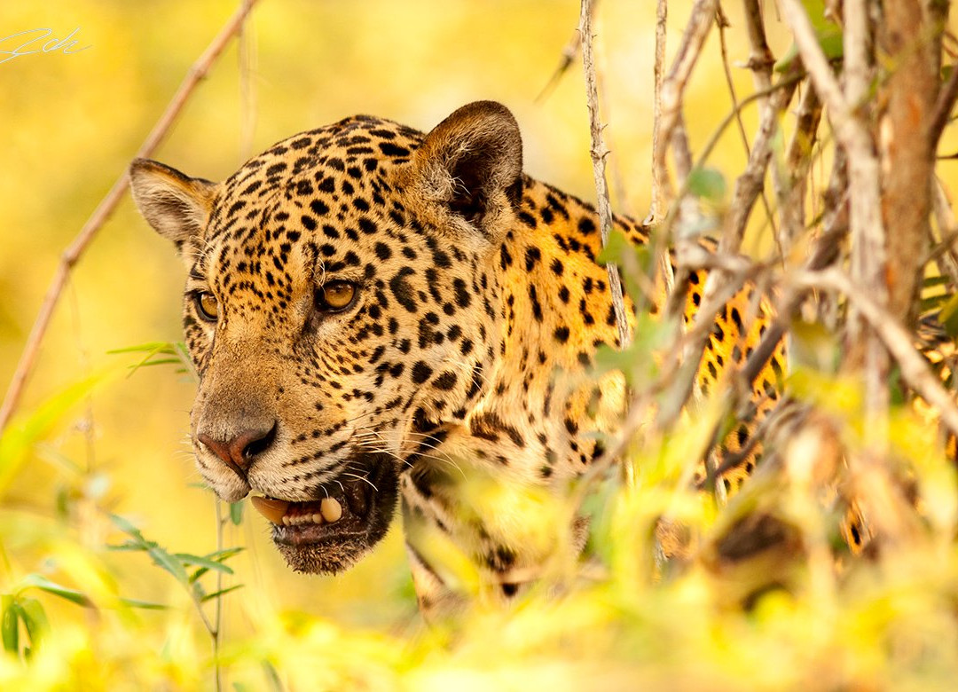 Jaguar Ecological Reserve