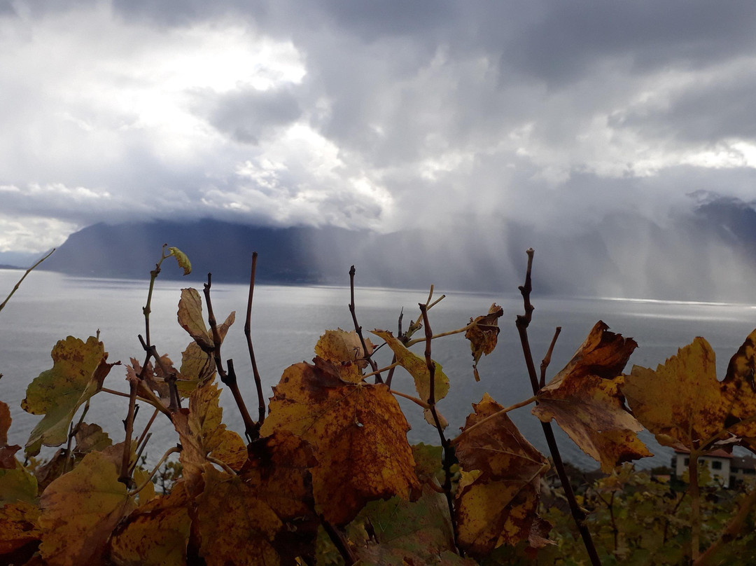 Vinorama Wine Tour, Lavaux-Rivaz必去景点