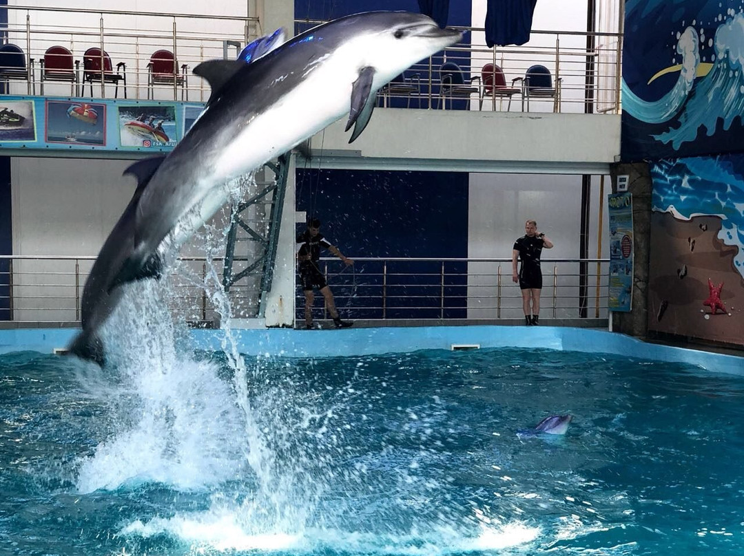 Dolphinarium Lazarevskiy景点图片