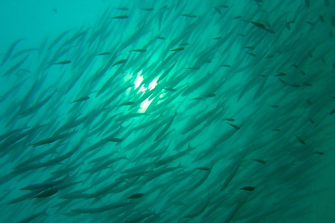 Dolphin Divers景点图片