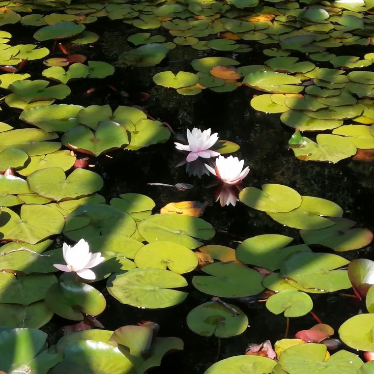 Laguna de los Lotos景点图片