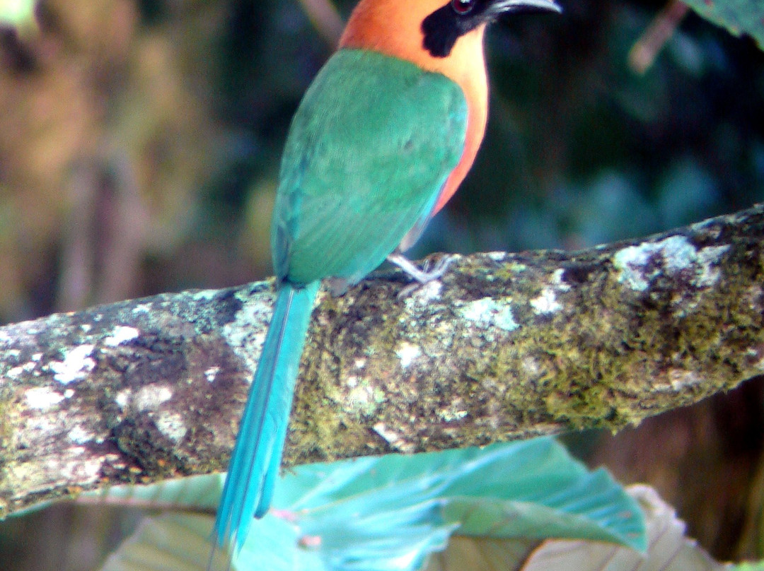 Mindo Bird Guide-明多必去景点