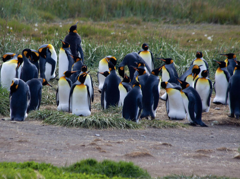 TodoPatagonia-蓬塔阿雷纳斯必去景点