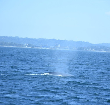 Whale Watching With Nishantha-美蕊沙必去景点