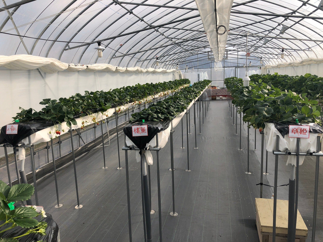 Takano Strawberry Farm-龙王町必去景点