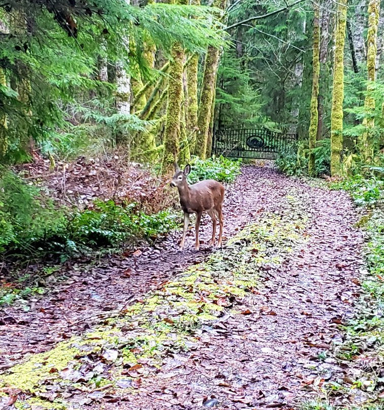 Wellspring Spa At Mt Rainier主图