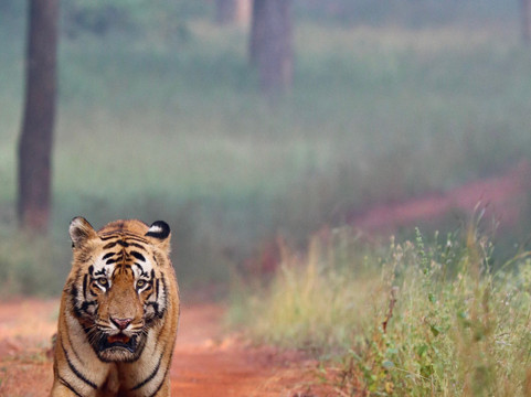 Nature Explorers India-孟买必去景点