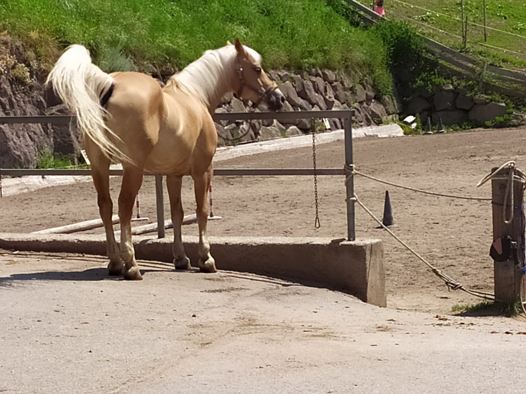 Sentiero d'Avventura del Cavallo Haflinger-Avelengo必去景点