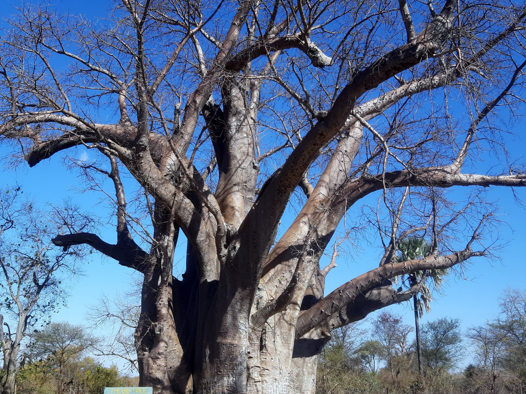 The Big Tree景点图片