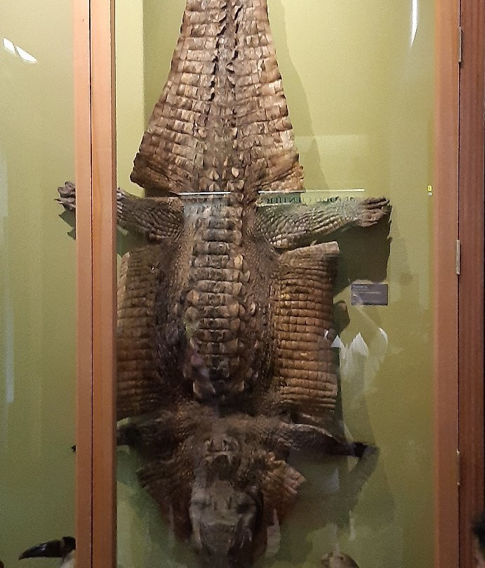 Museo de Historia Natural de Concepcion景点图片