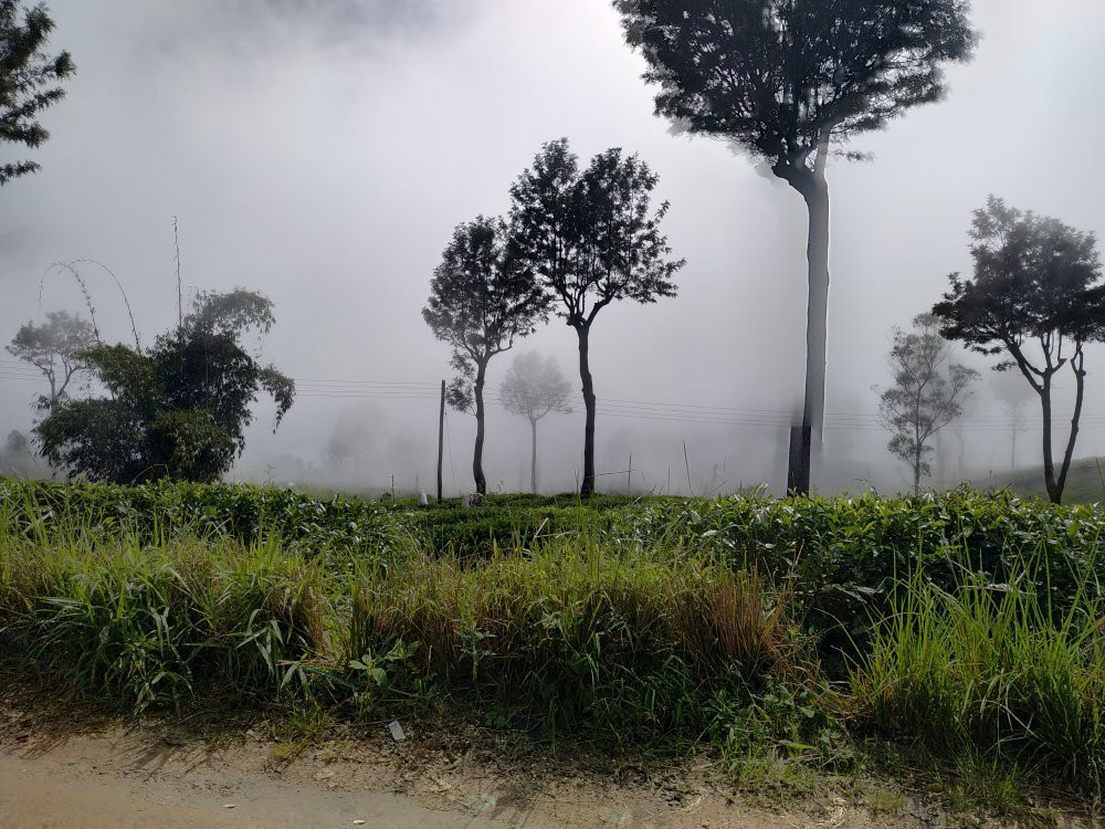 White Monkey - Dias Rest主图