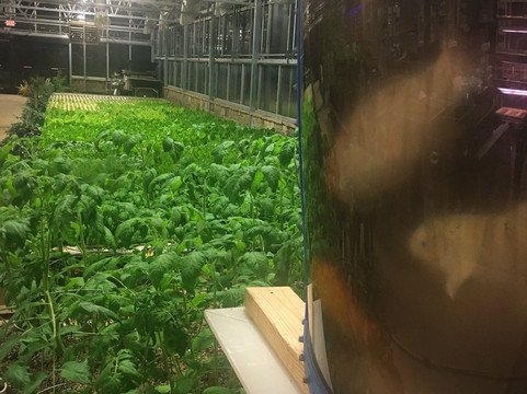 Community Gardens-巴斯特罗普必去景点