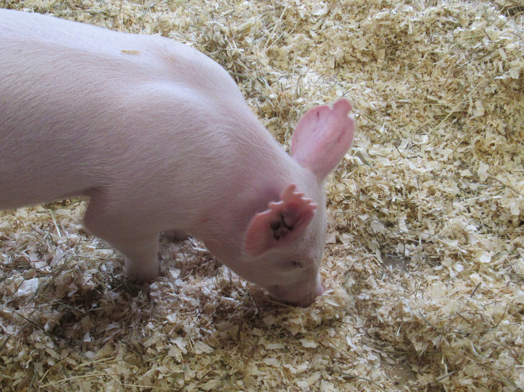 Mass Audubon Drumlin Farm Wildlife Sanctuary-Lincoln必去景点