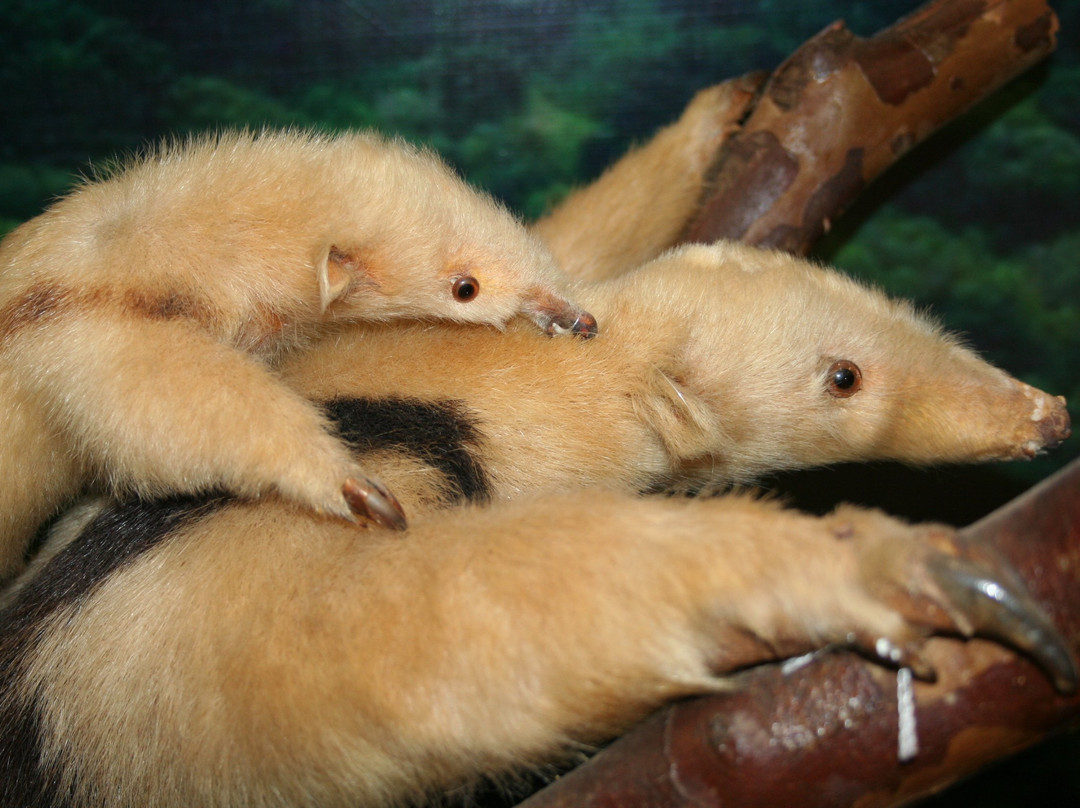 Museu Zoobotanico Augusto Ruschi - Muzar-Passo Fundo必去景点