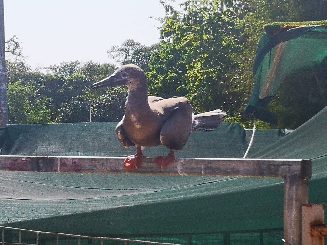 National Park Bird Feeding-圣诞岛必去景点