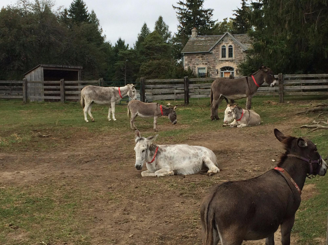 Donkey Sanctuary of Canada景点图片